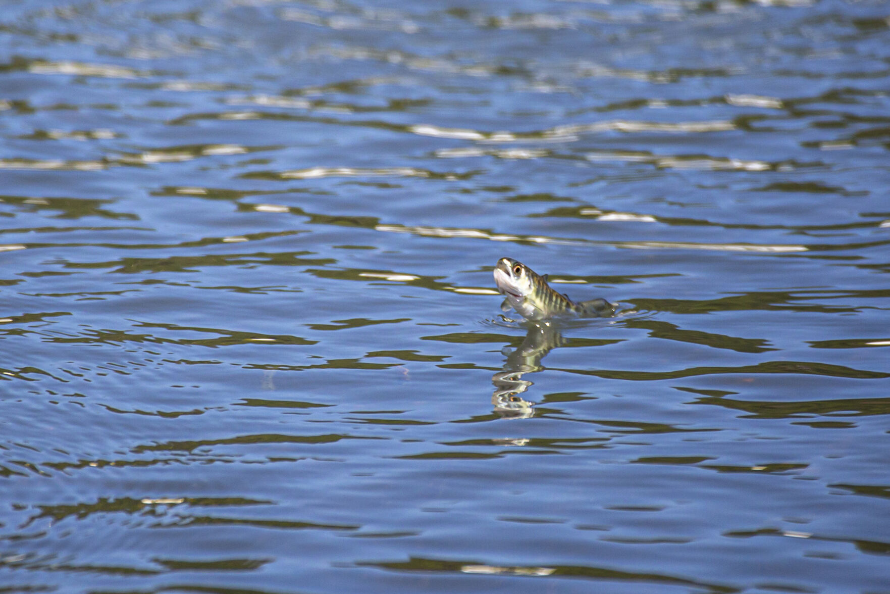 Warming Rivers Dying Fish